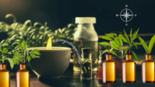 Fitoterapia – Uso Terapêutico das Plantas Medicinais